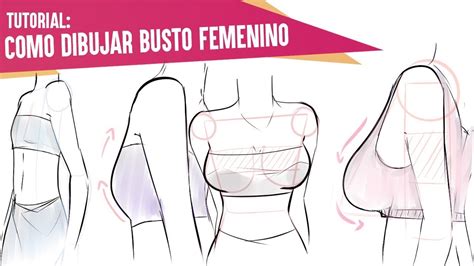 senos para dibujar|Sutori: Como dibujar distintos tipos de senos